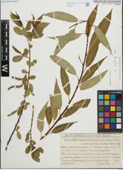 Foto von Salix fragilis L.